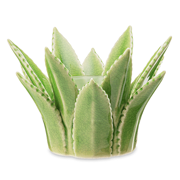 Aloe Vera Warmer