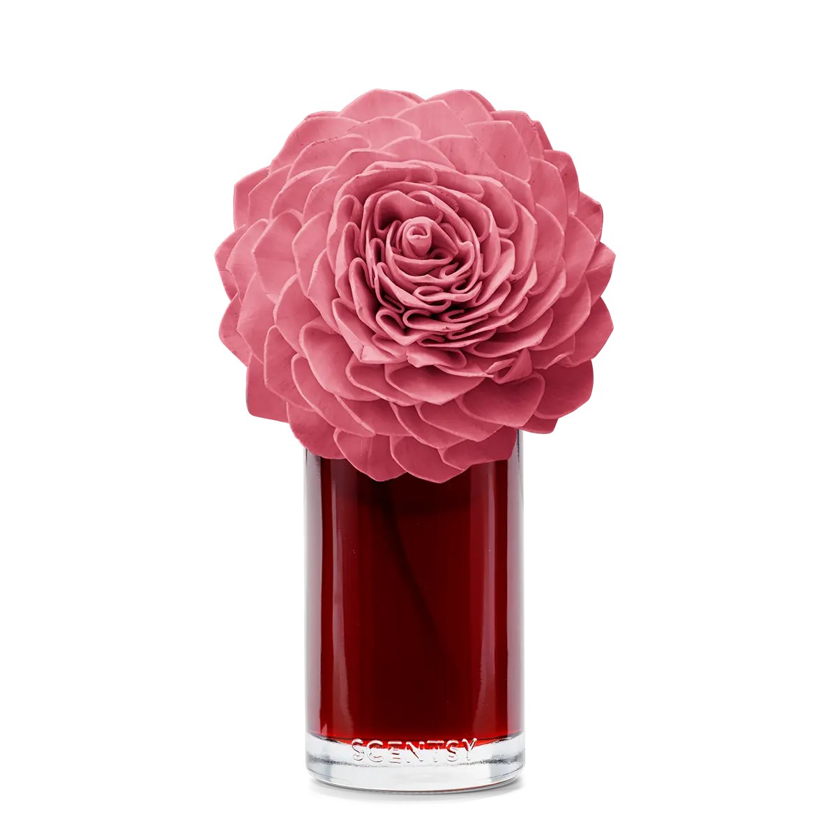 Vanilla Rose — Large Dahlia Darling Fragrance Flower