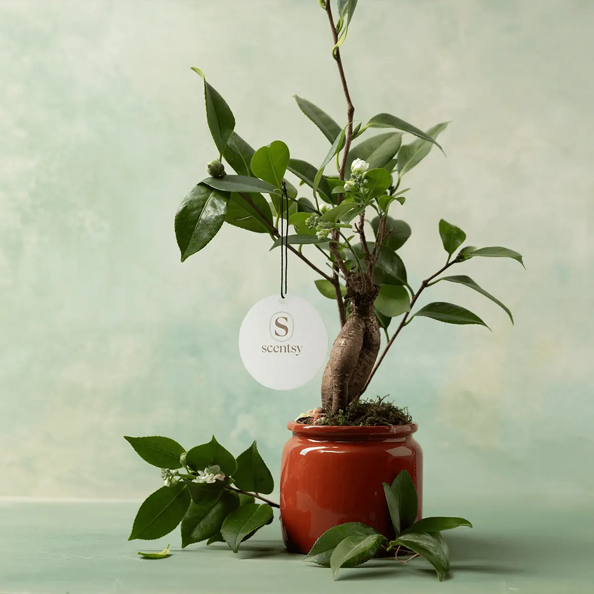 Farmers Market Scentsy Circle 3-pack - Image 5